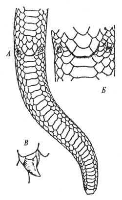 Хвост (А), клокальная область (Б) и рудимент задней конечности (В) самца западного удавчика, Eryx jaculus