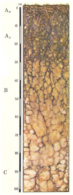 Профиль дерново-карбонатных выщелоченных почв