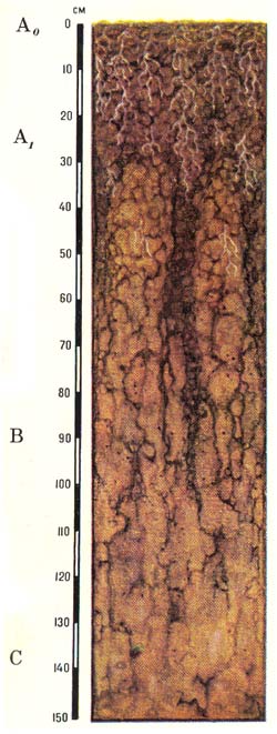 Профиль мерзлотных лугово-лесных типичных почв