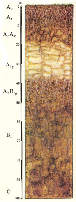 Профиль подзолисто-бурых лесных слабоненасыщенных почв (Дальний Восток)