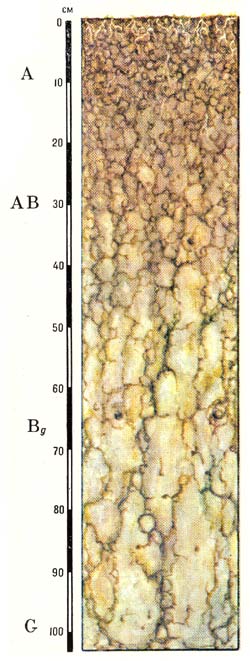 Профиль луговых (типичных) почв
