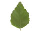 Береза пушистая — Betula pubescens