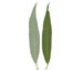 Ива белая (ветла) — Salix alba