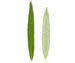 Ива корзиночная — Salix viminalis