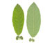 Ива ушастая — Salix aurita