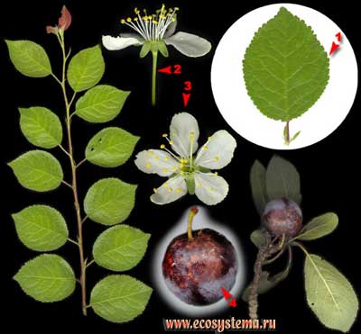 Слива домашняя — Prunus domestica L.