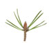 Сосна обыкновенная — Pinus sylvestris