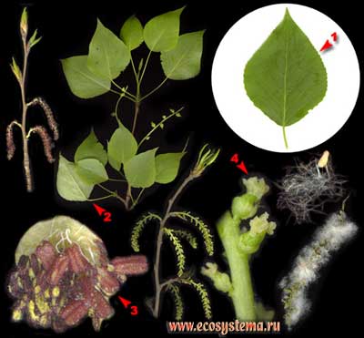 Тополь чёрный, или осокорь — Populus nigra L.