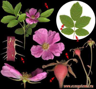 Шиповник майский, или роза майская, или коричная — Rosa majalis Herrm. (R. cinnamomea L.)