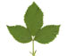 Ежевика сизая — Rubus caesius