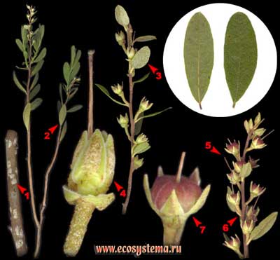Хамедафна болотная, или болотный мирт — Chamaedaphne calyculata (L.) Moench
