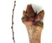 Вишня обыкновенная — Cerasus vulgaris