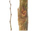 Вяз гладкий (обыкновенный) — Ulmus laevis