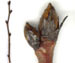 Груша обыкновенная — Pyrus communis
