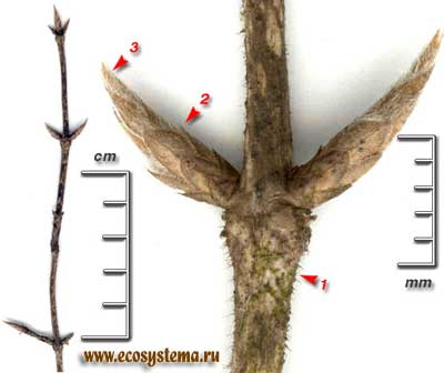 Жимолость обыкновенная, или лесная — Lonicera xylosteum L.