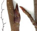 Ирга колосистая — Amelanchier spicata