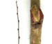 Кизильник черноплодный — Cotoneaster melanocarpus