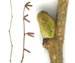Лещина обыкновенная — Corylus avellana
