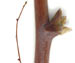 Малина обыкновенная — Rubus idaeus