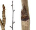 Рябина обыкновенная — Sorbus aucuparia