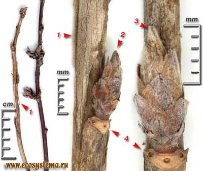 Смородина пушистая, или колосистая — Ribes spicatum Robson (R. pubescens (С. Hartm.) Hedl.)