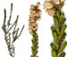Вереск обыкновенный — Calluna vulgaris