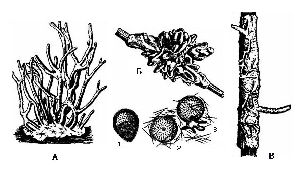 Обыкновенная бадяга Spongilla lacustris: А - Разветвленная форма в спокойной воде, Б - бадяга на ветке, упавшей в воду, В - корообразная форма на древесном сучке, из текучей воды. Личинка бадяги (1), геммула (2) и молодая особь (3)
