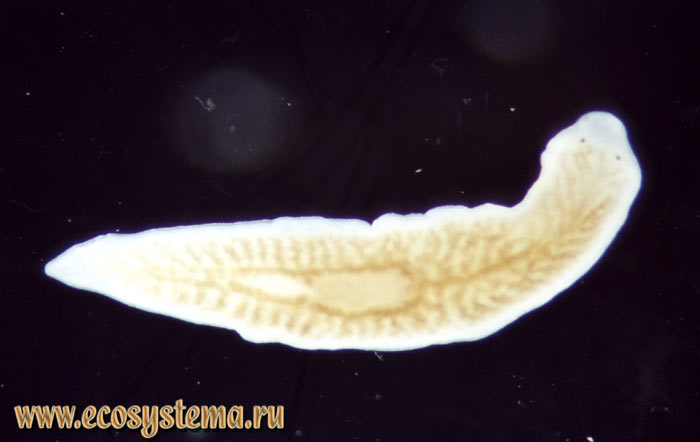 Планария белая - Dendrocoelum lacteum