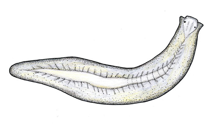 Планария белая - Dendrocoelum lacteum