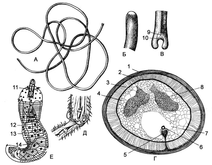 Волосатик (Gordius aquaticus): A - внешний вид самца; Б - передний конец червя; В - задний конец самца; Г - поперечный разрез самца; Д - личинка волосатика в ноге водной личинки поденки, Е - личинка волосатика. 1 - кутикула, 2 - гиподерма, 3 - слой продольных мышечных клеток, 4 - паренхима, 5 - брюшной нервный ствол, 6 - кишечник, 7 - околокишечный синус, 8 - семенной мешок, 9 - порошица, 10 - полулунная складка кутикулы, 11 - крючья, 12 - хоботная железа, 13 - зачаток брюшного нервного ствола, 14 - кишка.