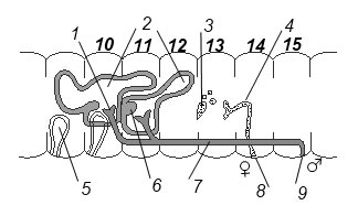 Схема строения половой системы дождевого червя: 1 — воронка семяпровода, 2 — семенные мешки, 3 — яичник, 4 — яйцевод, 5 — семяприемник, 6 — семенники, 7 — семяпривод, 8 — женское половое отверстие, 9 — мужское половое отверстие