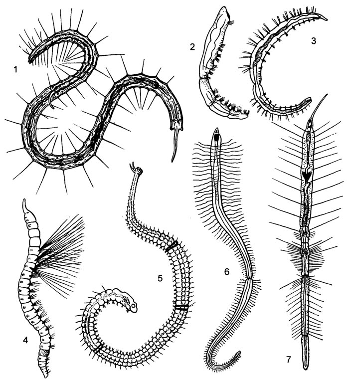 Представители семейства Naididae: 1 - Stylaria lacustris, 2 - Chaetogaster limnaei, 3 - Nais pseudobtusa, 4 - Ripister parasita, 5 - Aulophorus, 6 - Branchiodrilus, 7 - Pristina longiseta