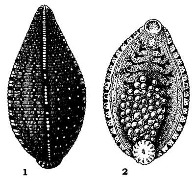 Черепашья пиявка (Haementeria costata): 1 - со спинной стороны, 2 - с брюшной стороны (видны прикрепленные к брюху зародыши)