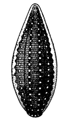 Пиявка улитковая — Glossiphonia complanata