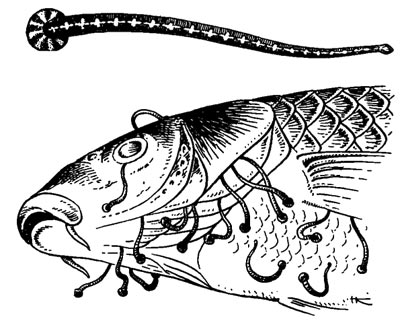 Рыбья пиявка (Piscicola geometra), или писцикола. Пиявки, паразитирющие на карпе