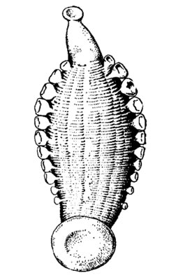 Трахелобделла китайская (Trachelobdella sinensis)