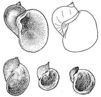 Прудовик ушковый - Lymnaea auricularia