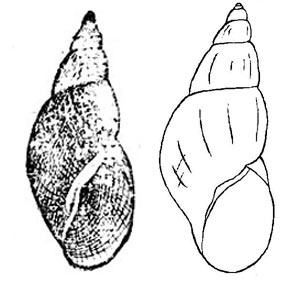 Прудовик болотный - Lymnaea palustris