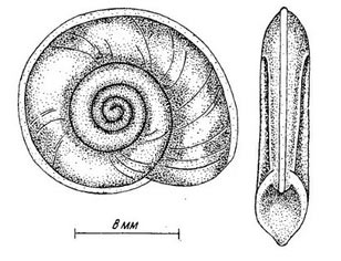 Катушка килевая - Planorbis carinatus