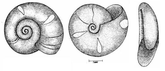 Катушка блестящая - Segmentina nitida