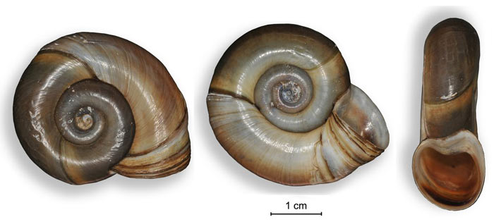    Planorbarius corneus