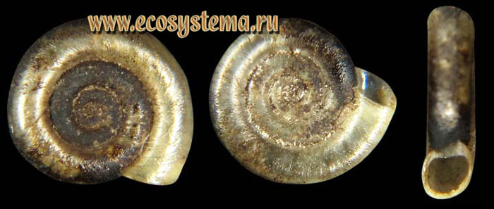 Катушка спиральная – Anisus spirorbis