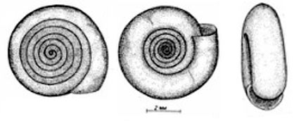 Катушка скрученная - Bathyomphalus contortus