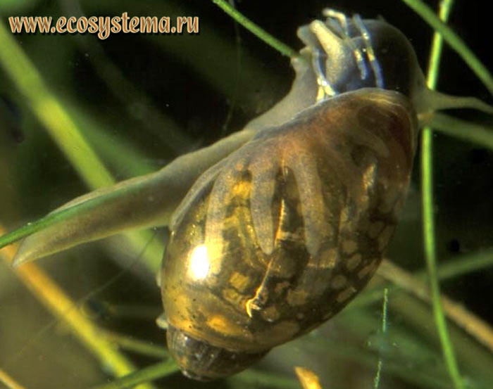Физа пузырчатая – Physa fontinalis