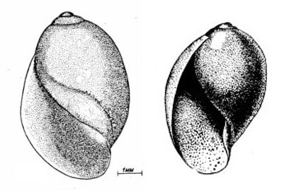 пузырчатая физа – Physa fontinalis