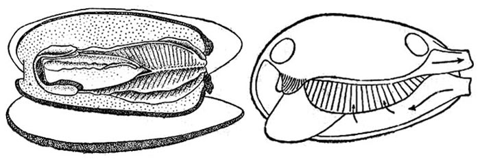 Жаберная полость (слева) и направление дыхательных токов (справа) двустворчатого моллюска