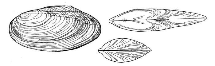 Беззубка узкая - Pseudanodonta complanata