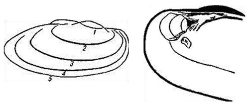 Способы определения возраста: 1) годичные дуги на раковине перловицы, указывающие на 5-летний возраст (слева); 2) три дуги на мускульном поле внутри раковины, указывающие на 5-летний возраст