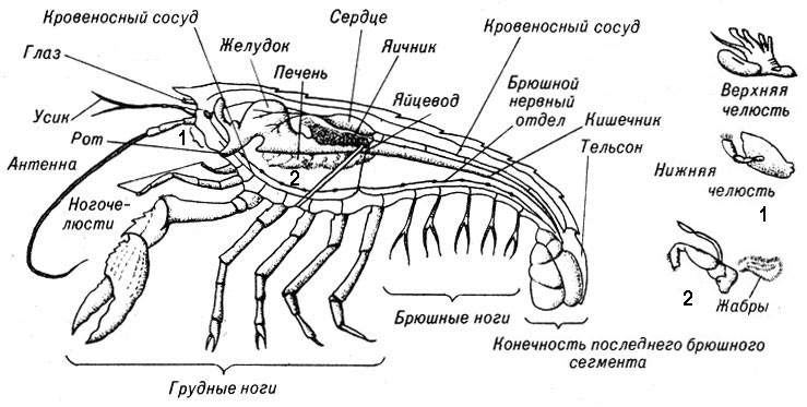 Подтип Ракообразные - Crustacea