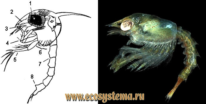 Личинки ракообразных - зоэа. Слева - зоэа (личинка) краба Mala: 1 - сложный глаз, 2 - антеннула, 3 - антенна, 4, 5 - ногочелюсти, 6 - зачатки грудных ног, 7 - брюшко, 8 - последняя пара брюшных ножек. Справа - зоэа (личинка) европейского омара